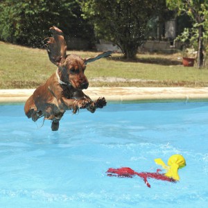 A cocker spaniel jumping into a pool