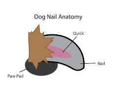 Dog Nail Anatomy