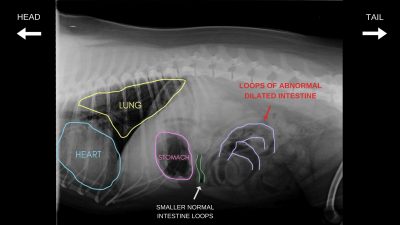 Abdominal X-Ray | Hall Veterinary Surgery