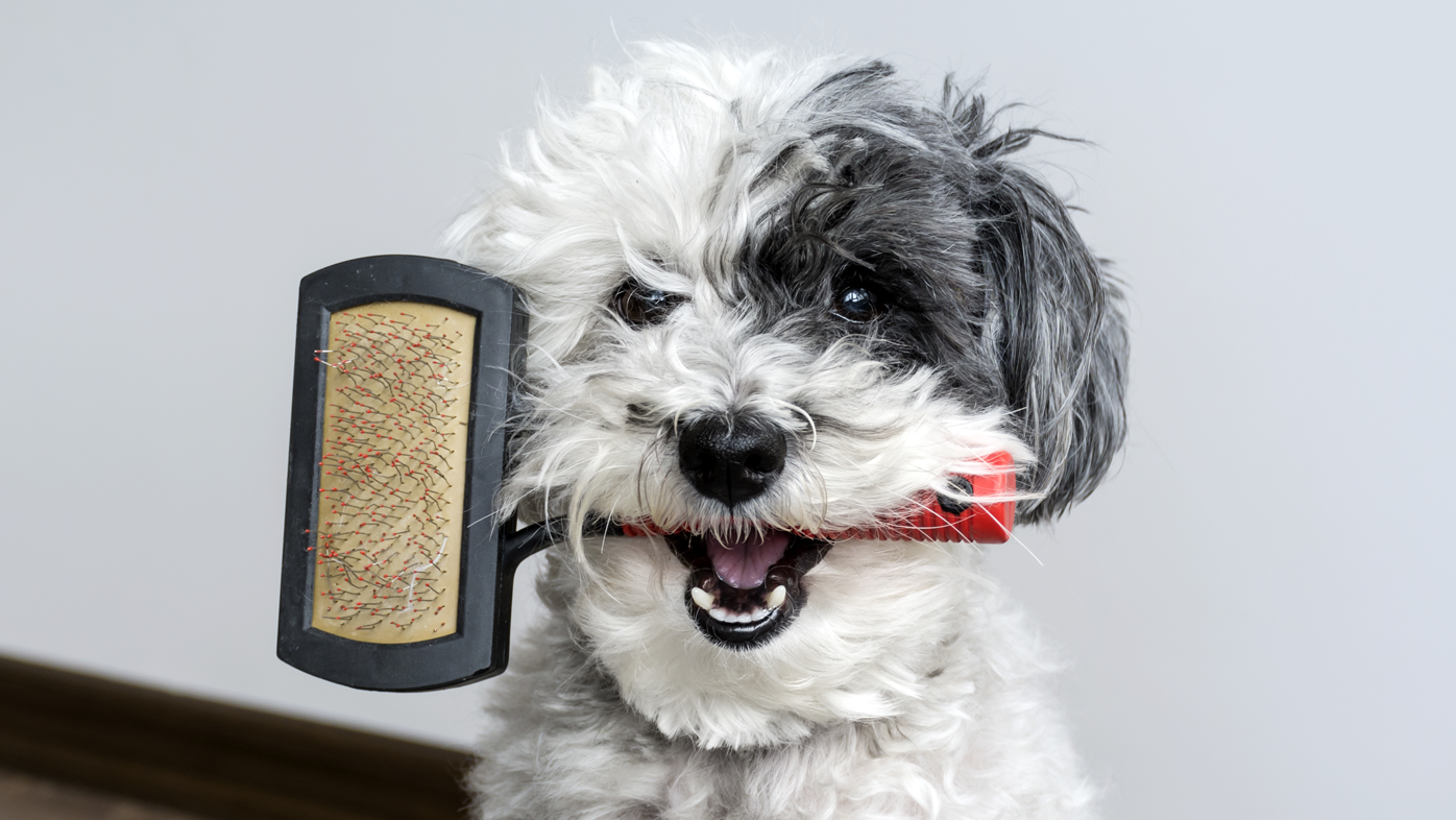 Dog holding a slicker brush in it's mouth