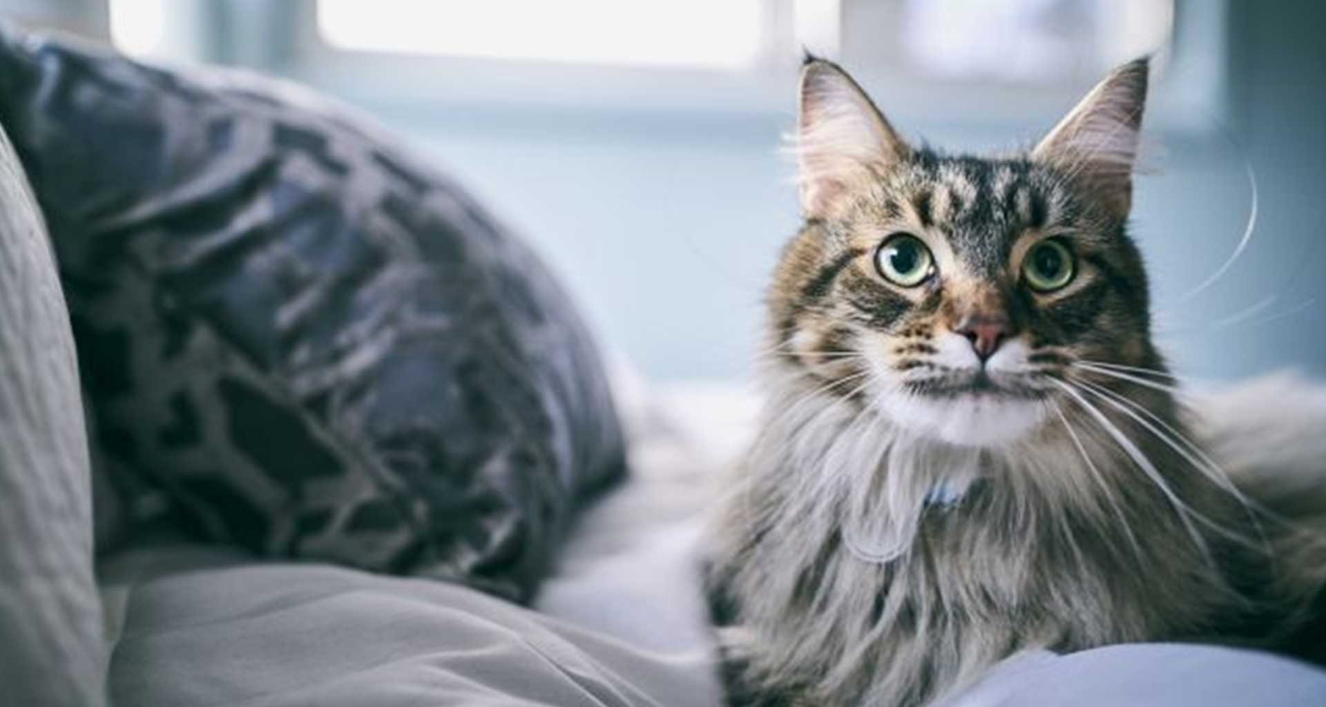 Hill’s Pet Nutrition NZ