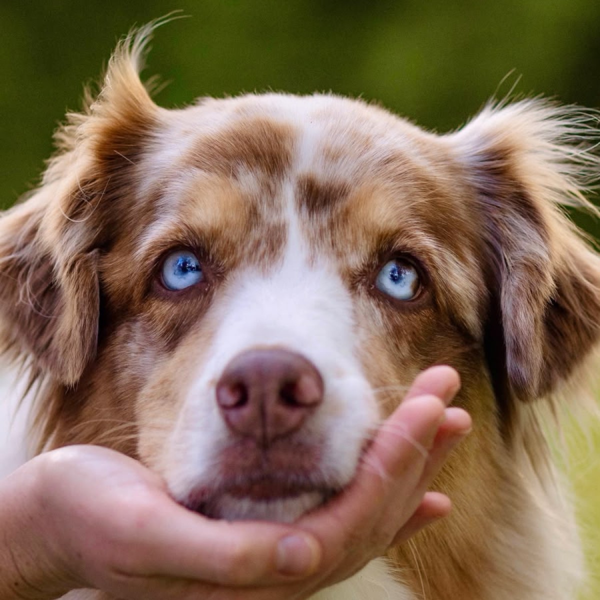A dog looking up, its muzzle cupped in a hand 2x